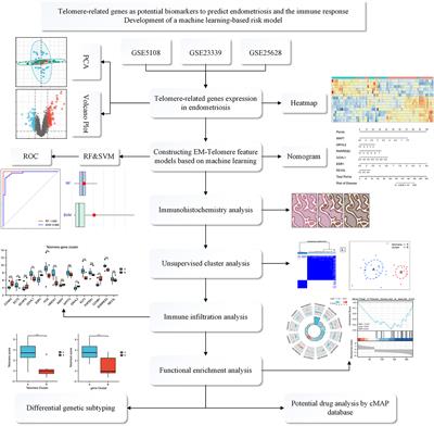 Telomere-related genes as potential biomarkers to predict endometriosis and immune response: Development of a machine learning-based risk model